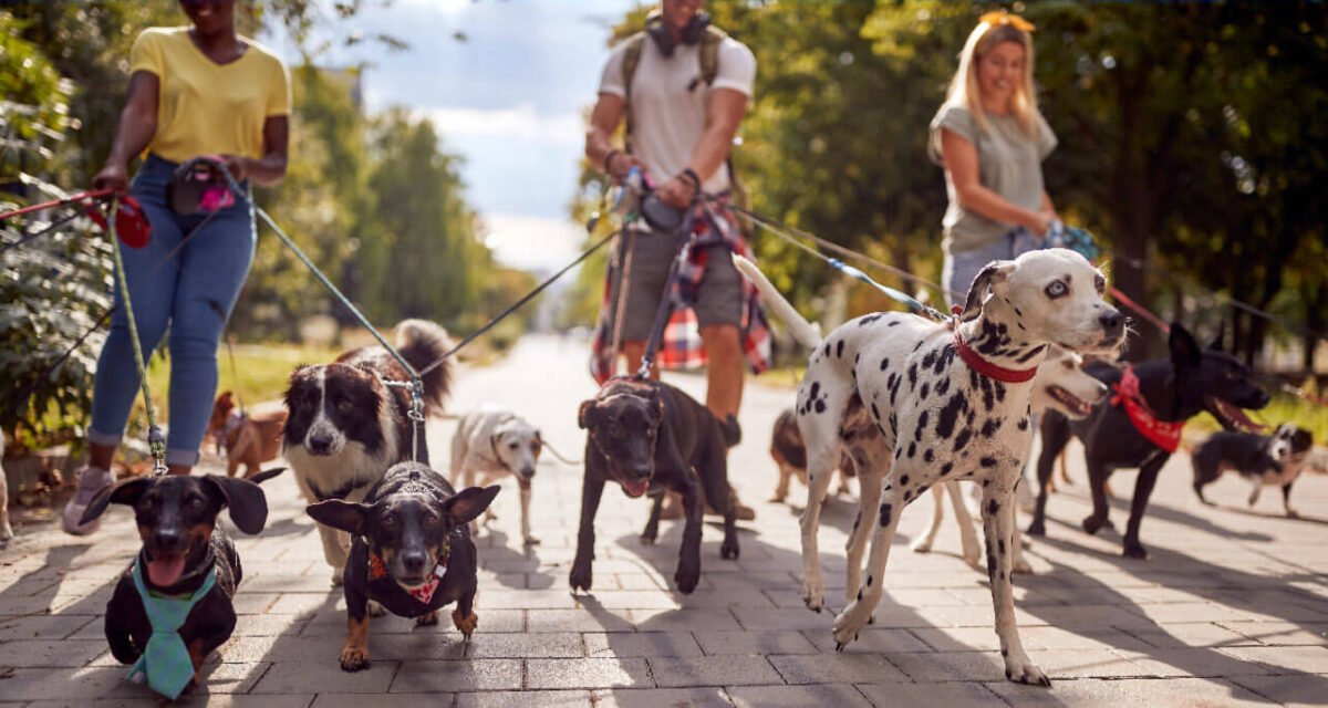 go-out-with-pet go-out-with-pet