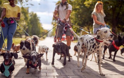 go-out-with-pet go-out-with-pet