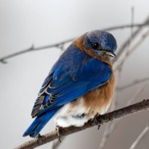 bird-1 bird-1